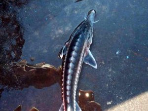 Sibirya Mersin balığı 20 milyon liraya alıcı buluyor