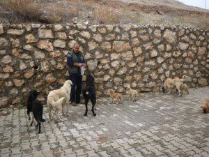 Köpek sayısının artış göstermesi vatandaşları endişelendiriyor