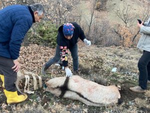 Yaban keçisi, tedavisi yapılarak doğaya bırakıldı