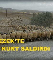 Çemişgezek’te Kurt sürüye saldırdı