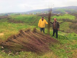 Çiftçilere badem ve muşmula fidanı desteği