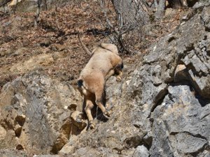 Koruma altındaki yaban keçisi ölü bulundu