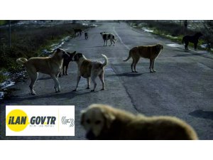 İlaçlama, başı boş hayvanların toplanması ve kontrolü hizmeti alınacaktır