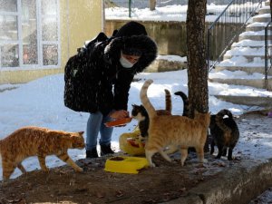 Hayvansever psikolog örnek oluyor