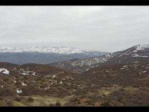 Dersim'de 54 bin ağacın kesilmesi kararı endişe yarattı