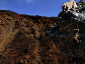 Yaban hayvanları başıboş köpeklerin hedefinde