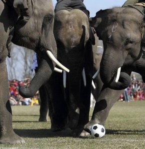 Filler yarıştı, futbol oynadı! GALERİ