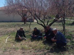 Kayısı bahçelerini don vurdu