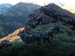 Yaban hayatı fotokapan ve kamerayla görüntülendi