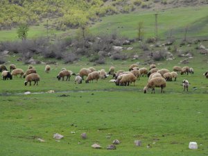 Göçerler kar erimeden Şırnak yaylalarına çıktı