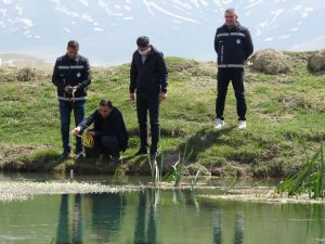 Van Gölü’nün inci kefalleri göç hazırlığında