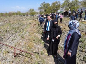 Üzüm bağlarında salkım güvesine karşı biyoteknik mücadele