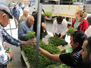 Gemlik’te ücretsiz fide dağıtımı başladı