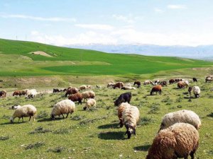 Meralarda otlatma sezonu 15 Haziran'da başlayacak