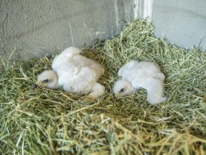 Yuvalarından düşen kartal yavruları özenle büyütülüyor