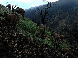 Yaban hayatı fotokapanla görüntülendi