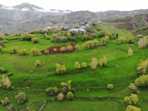 3 bin rakımlı dağ köyleri yeşile büründü