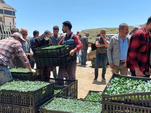 Vatandaşlara 65 bin adet sebze fidesi dağıtıldı