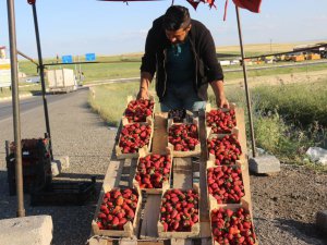 Market çalışanı ücreti yetersiz bulunca çilek işine girdi: Yıllık kazancı 800 bin TL