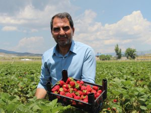 Devlet desteğiyle çilek bahçesi kurdu, hedefini 24 tona çıkardı