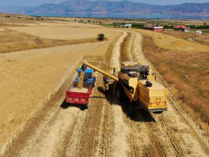 Elazığ’da yılın ilk arpa hasadı gerçekleştirildi