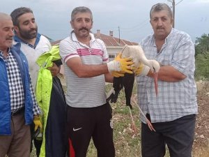 Elazığ’da tedavisi yapılan leylek, doğaya bırakıldı