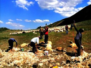 3 bin 500 rakımda koyun kırkma mesaisi