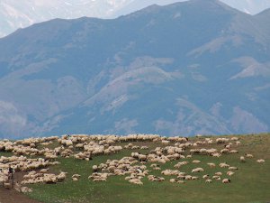 Yayla ve meralar artık göçerleri ağırlıyor