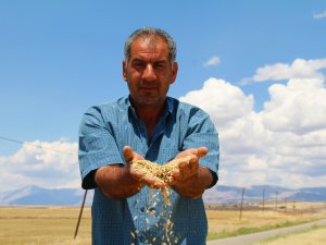 Hasadına başlanan arpa, çiftçinin yüzünü güldürdü