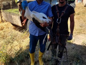 Elektrik direğinde asılı kalan leylek kurtarıldı
