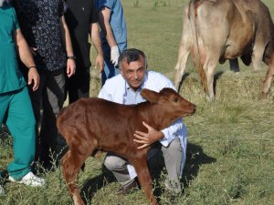 Zavot ırklarına embriyo transferi