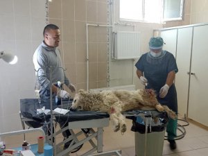 Bacağı kangren olan köpek tedavi altına alındı