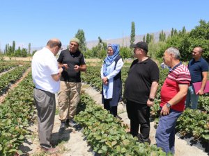 Erzincan’da çilek hasadı başladı