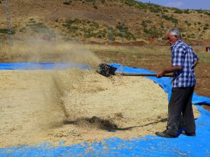 Bingöl’de bin dekar alanda nohut tarımı yapılıyor