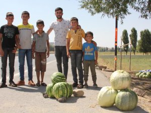 Güroymak’ta karpuz tarlada kaldı