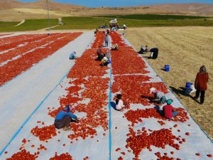 Elazığ’da üretilip kurutulan domatesler, dünya sofralarını süslüyor