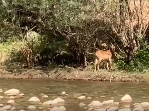 Dersim'de koruma altındaki yaban keçileri görüntülendi