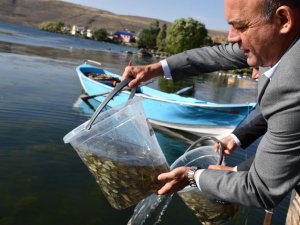 Ardahan’daki göl ve göletlere 1 milyon 589 bin yavru sazan balığı bırakıldı