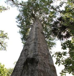 Dünya'nın en yaşlı selvi ağacı yandı