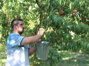 Doğu’nun Çukurova’sında şeftali hasadı başladı