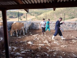 Elazığ’da büyükbaş hayvanlara aşılama çalışması