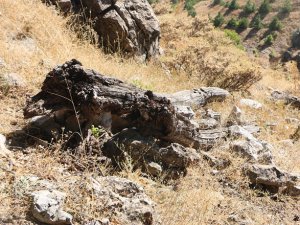 Sultan Melek Ziyareti’nde bulunan asırlık ağaçları kestiler