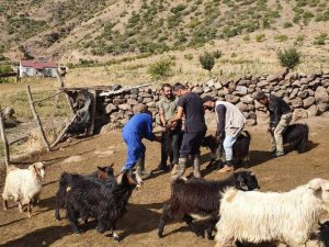 Güroymak'ta hayvan aşılama çalışması