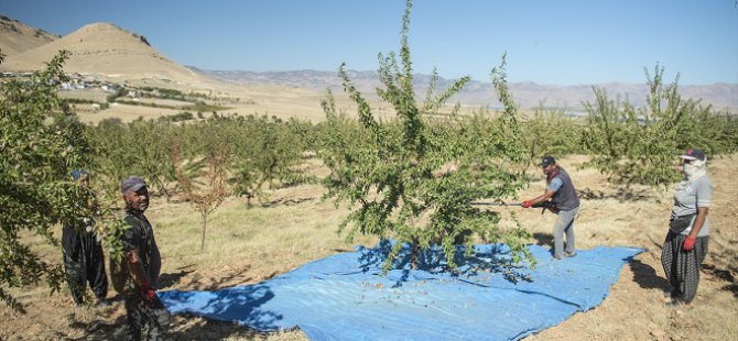 Keban Baraj Gölü kıyısındaki badem bahçelerinde hasat zamanı