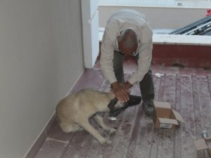Çatı boşluğunda kalan köpeği ekipler kurtardı