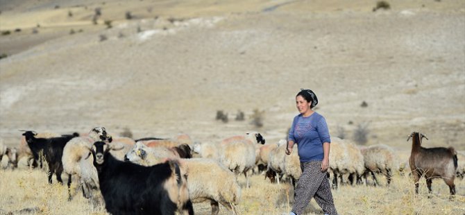 Göçer kadınlar devlet desteğiyle koyun sayısını artırdı