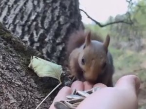 Sincaba elleriyle çekirdek yedirdi