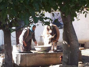 Tek geçim kaynaklarını kaybeden aileye inek hediye edildi