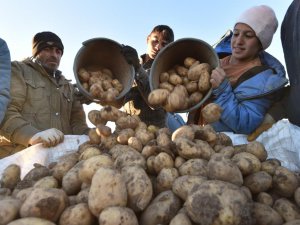 Türkiye'nin patates ihtiyacının yüzde 9'unu Ahlat karşılıyor