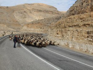 Göçerlerin 60 günlük yayla yolculuğu sürüyor